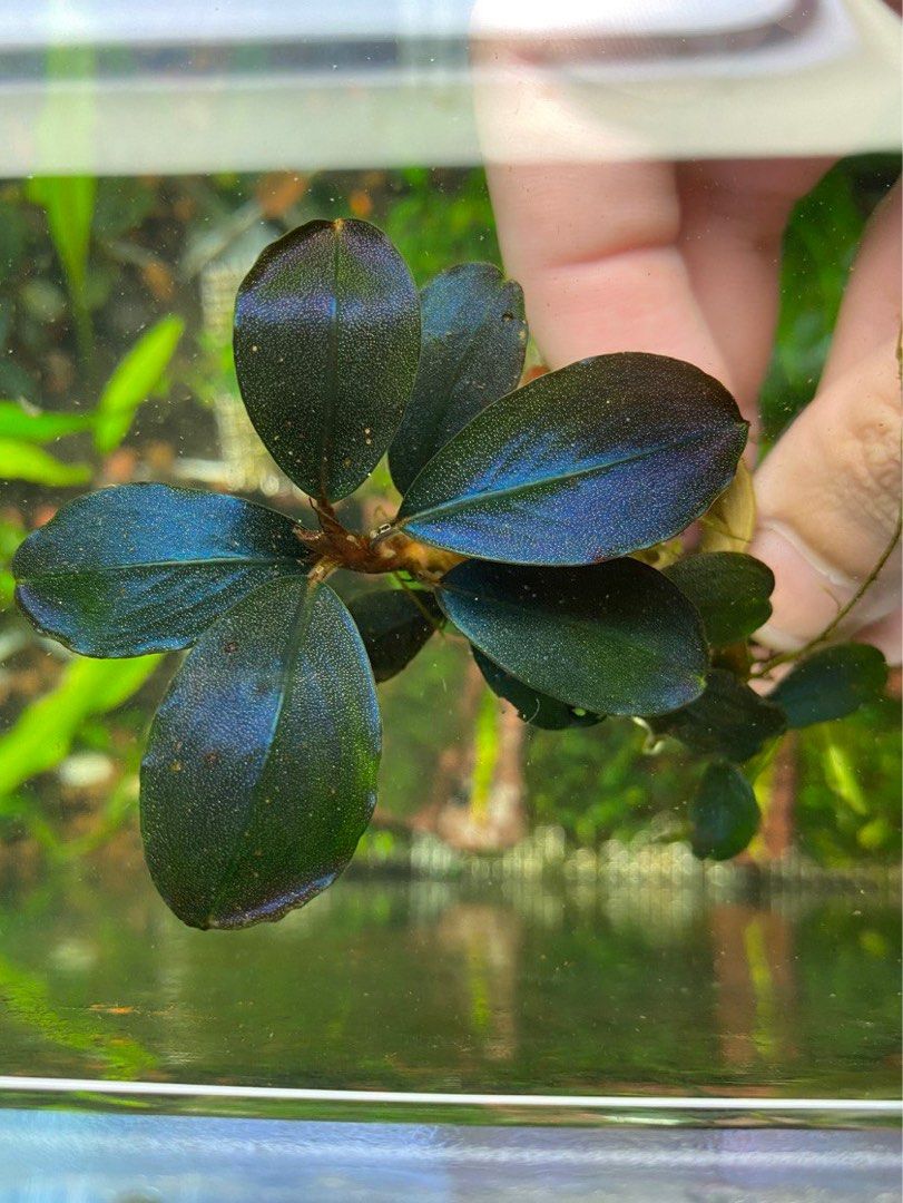Bucephalandra super blue $5, Furniture & Home Living, Gardening