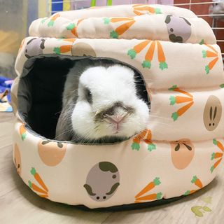 (Category: ) located in . Submitted by coffeebunsfuriends (Listing ID 1305953423, Image 1). Description: .