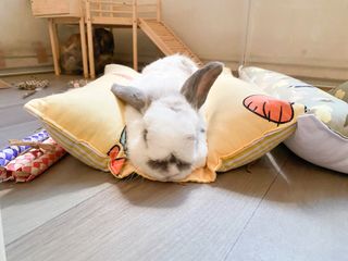 (Category: ) located in . Submitted by coffeebunsfuriends (Listing ID 1305954074, Image 1). Description: .