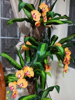 7-foot, ornamental orchids plants