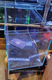 (Category: ) located in . Submitted by mcatchaquarium (Listing ID 1301353431, Image 1). Description: .
