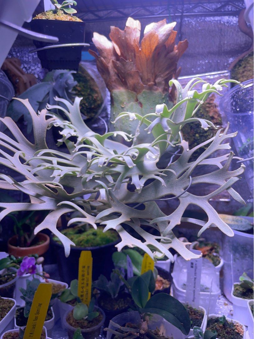 P. Willinckii “OMG” Plant - Buy Now | Rare & Indoor – HCorchids