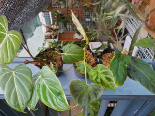 （分類：）位於 。 由 hea.plants 提交（商品編號 1306026170，圖片 1）。簡介： 。