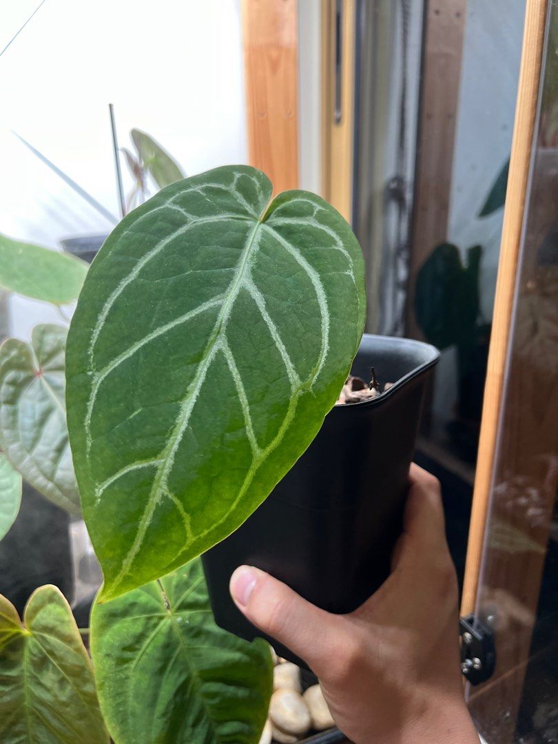 Anthurium Red Spider X Red Crystallinum, Furniture & Home Living,  Gardening, Plants & Seeds on Carousell