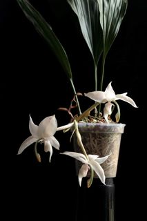 (Category: ) located in . Submitted by plant_nerd05 (Listing ID 1306135511, Image 1). Description: .