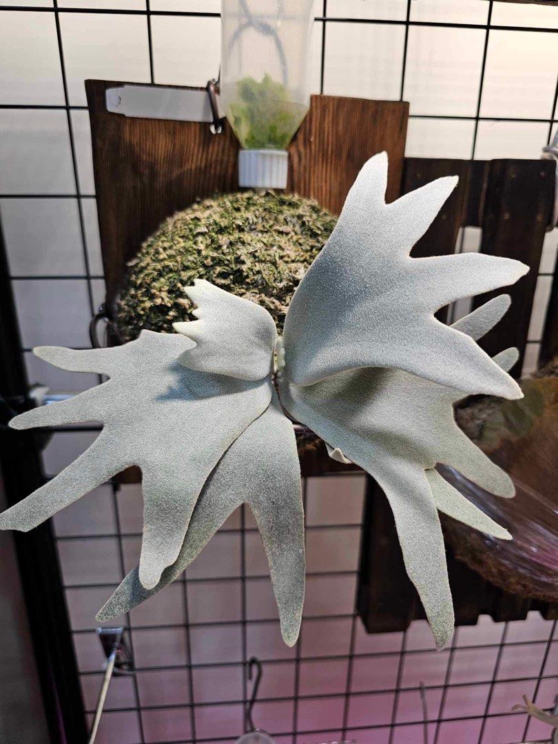 鹿角蕨孢子苗Sri peuak x Watchara sporeling, 傢俬＆家居, 園藝, 植物