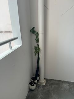 (Category: ) located in . Submitted by epiphyter (Listing ID 1305563033, Image 1). Description: .