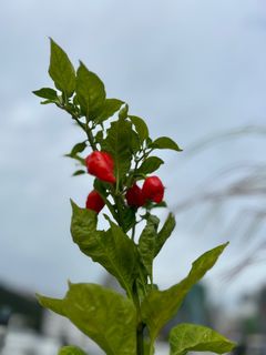 （分類：）位於 。 由 organic_zz 提交（商品編號 1306193226，圖片 1）。簡介： 。