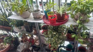 (Category: ) located in . Submitted by wishir (Listing ID 1306237790, Image 1). Description: .