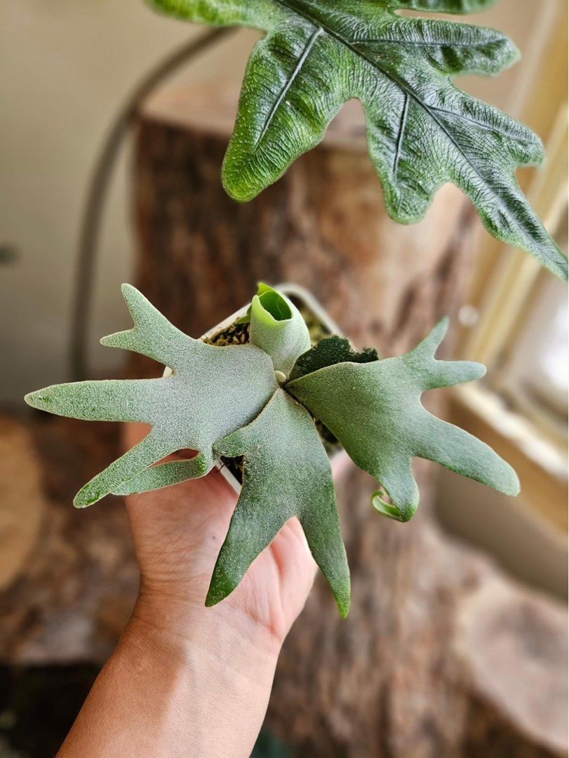 P. willinckii 'Jade Girl' spore grown ウィリンキー【vandaka
