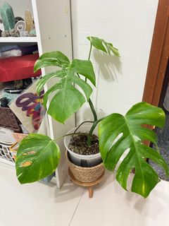 （分類：）位於 。 由 wing0902 提交（商品編號 1301524944，圖片 1）。簡介： 。