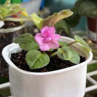 （分類：）位於 。 由 mlittlegarden 提交（商品編號 1301144196，圖片 1）。簡介： 。