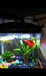 (Category: ) located in . Submitted by jayjayvellda (Listing ID 1301552265, Image 1). Description: .