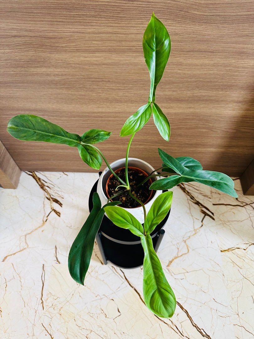 a snake plant Snake Plant main image 0