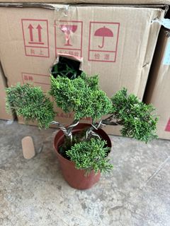 (Category: ) located in . Submitted by gardenfunfarm (Listing ID 1301576316, Image 1). Description: .