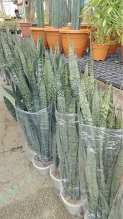 (Category: ) located in . Submitted by gardenfunfarm (Listing ID 1301578115, Image 1). Description: .