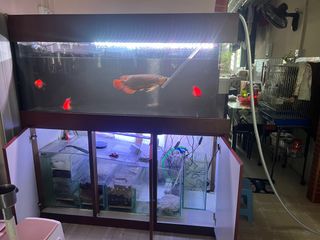 (Category: ) located in . Submitted by kevinrasta85 (Listing ID 1301703243, Image 1). Description: .