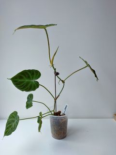 （分類：）位於 。 由 hea.plants 提交（商品編號 1294846604，圖片 1）。簡介： 。