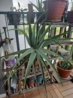 (Category: ) located in . Submitted by abcdefg___ (Listing ID 1301670801, Image 1). Description: .