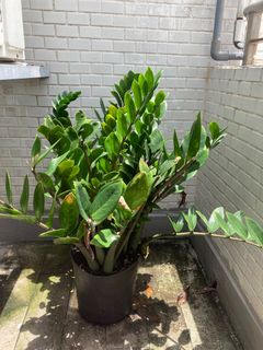 （分類：）位於 。 由 melinhk 提交（商品編號 1301705744，圖片 1）。簡介： 。