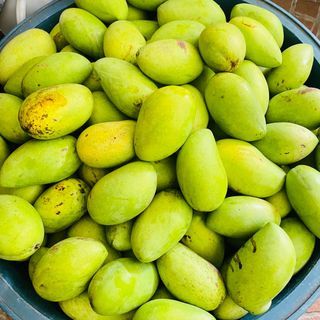 Freshly Harvested! Organic Mangoes at php85/Kg