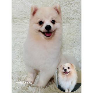 (Category: ) located in . Submitted by fuwafuwapets (Listing ID 1301724707, Image 1). Description: .