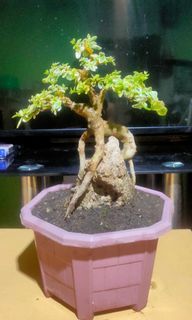 Variegated argao taiwan rock clasping bonsai