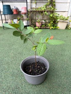 （分類：）位於 。 由 oddpenguin21 提交（商品編號 1301931529，圖片 1）。簡介： 。