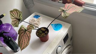 (Category: ) located in . Submitted by chiampion (Listing ID 1297956820, Image 1). Description: .