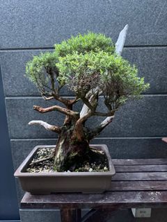 (Category: ) located in . Submitted by bonsai_b (Listing ID 1301976071, Image 1). Description: .