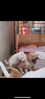 (Category: ) located in . Submitted by mel90lisa (Listing ID 1301983006, Image 1). Description: .