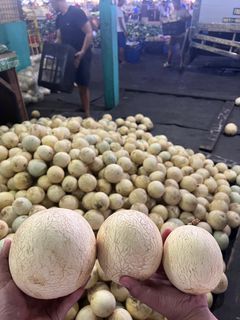 Melon and Golden Honeydew for sale