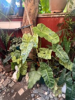 Philodendron trailing plants
