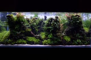 (Category: ) located in . Submitted by natureme (Listing ID 1301910065, Image 1). Description: .