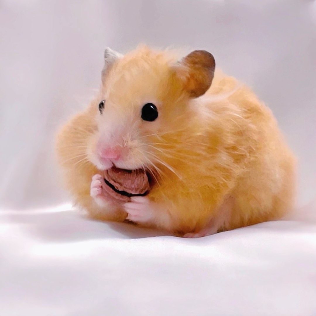 Homemade Organic Hamster Treats Pet Supplies Pet Food on Carousell