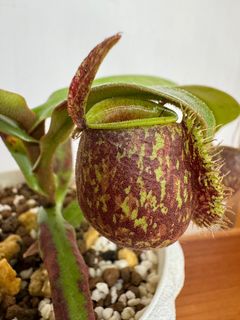 （分類：）位於 。 由 fc510 提交（商品編號 1302079815，圖片 1）。簡介： 。