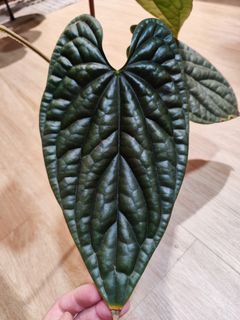 (Category: ) located in . Submitted by platyfolia (Listing ID 1302368261, Image 1). Description: .