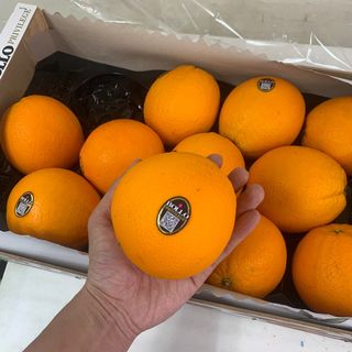 （分類：）位於 。 由 lionfruithk 提交（商品編號 1302255176，圖片 1）。簡介： 。