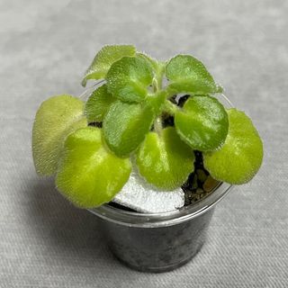 （分類：）位於 。 由 mlittlegarden 提交（商品編號 1302360666，圖片 1）。簡介： 。