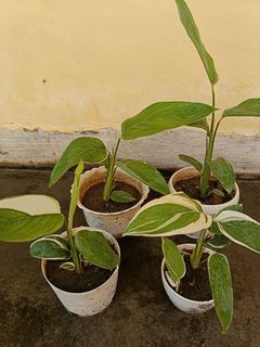 Arrowroot plant on sale