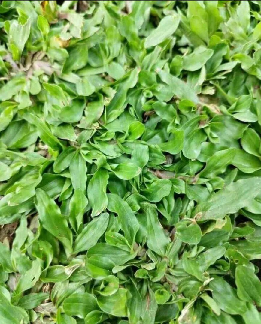 FROG GRASS - SOLD PER SQUARE METER, Furniture & Home Living, Gardening ...