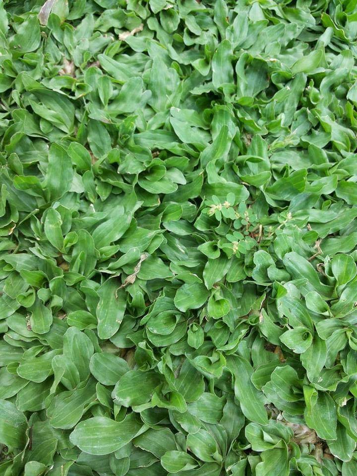FROG GRASS - SOLD PER SQUARE METER, Furniture & Home Living, Gardening ...
