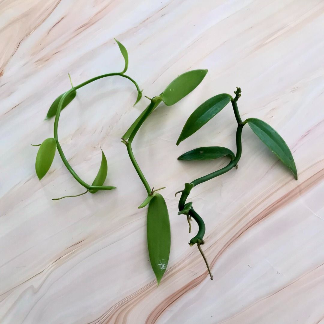 Keratan Batang Pokok Vanilla Fresh / Vanilla Orchid Cutting / Pokok ...