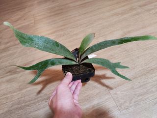 (Category: ) located in . Submitted by platyfolia (Listing ID 1302502330, Image 1). Description: .