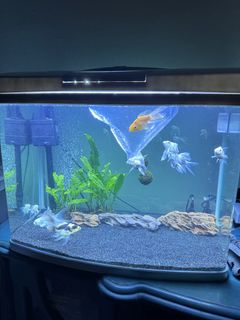 (Category: ) located in . Submitted by jennzi1985 (Listing ID 1305991889, Image 1). Description: .