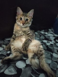 (Category: ) located in . Submitted by sitizaleha01 (Listing ID 1306349141, Image 1). Description: .