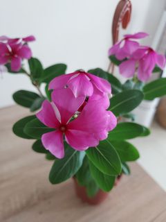 (Category: ) located in . Submitted by slowgarden (Listing ID 1306404355, Image 1). Description: .