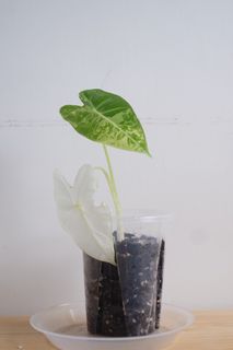 （分類：）位於 。 由 cormosome 提交（商品編號 1308092862，圖片 1）。簡介： 。