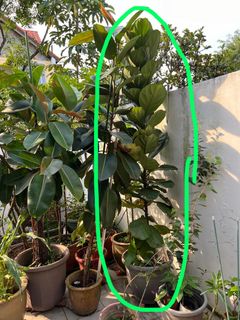 (Category: ) located in . Submitted by beatschua (Listing ID 1308114954, Image 1). Description: .