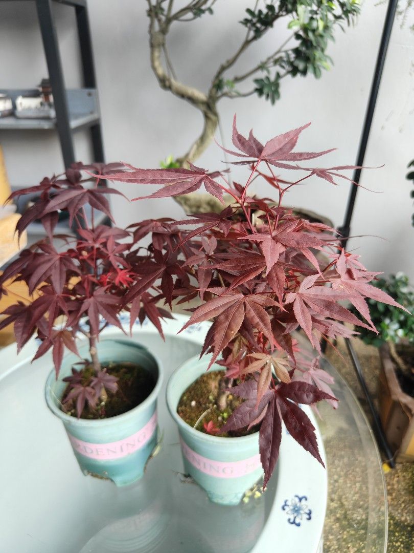 Maple tree (Category: Plants & Seeds) located in Singapore. Submitted by hongmeiliu06 (Listing ID 1307962974, Image 2). Description: .